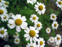 ������� ����� � �� �������� �� �������� ��